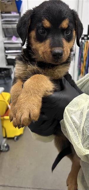 Shelter Stray Female Dog last seen Near BLOCK E IOWA AVE, FRESNO CA 93727 4451, 5277 E Airways Blvd, Fresno, CA 93727, USA