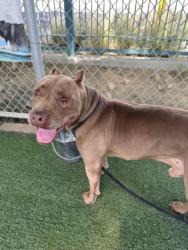 Shelter Stray Male Dog last seen , West Valley Animal Shelter, 20655 Plummer St, Chatsworth, CA 91311, USA
