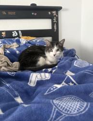 Reunited Male Cat last seen Alameda , Aurora, CO 80017