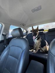 Found/Stray Female Dog last seen Taft Ave/ sycamore street , Orange, CA 92867