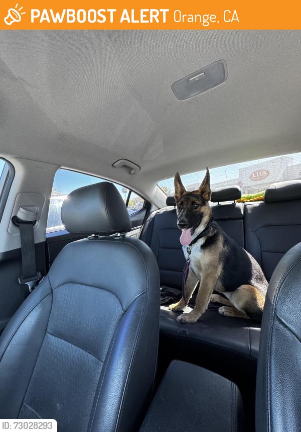 Found/Stray Female Dog last seen Taft Ave/ sycamore street , Orange, CA 92867