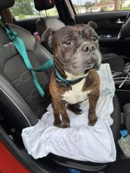 Found/Stray Male Dog last seen Between SW Best and SW Kail on SW Pisces Ter, Port St. Lucie, FL 34984