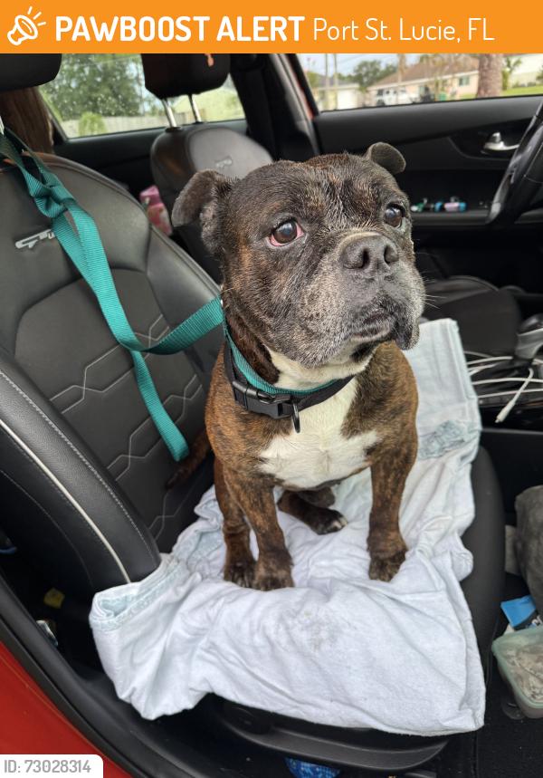 Found/Stray Male Dog last seen Between SW Best and SW Kail on SW Pisces Ter, Port St. Lucie, FL 34984