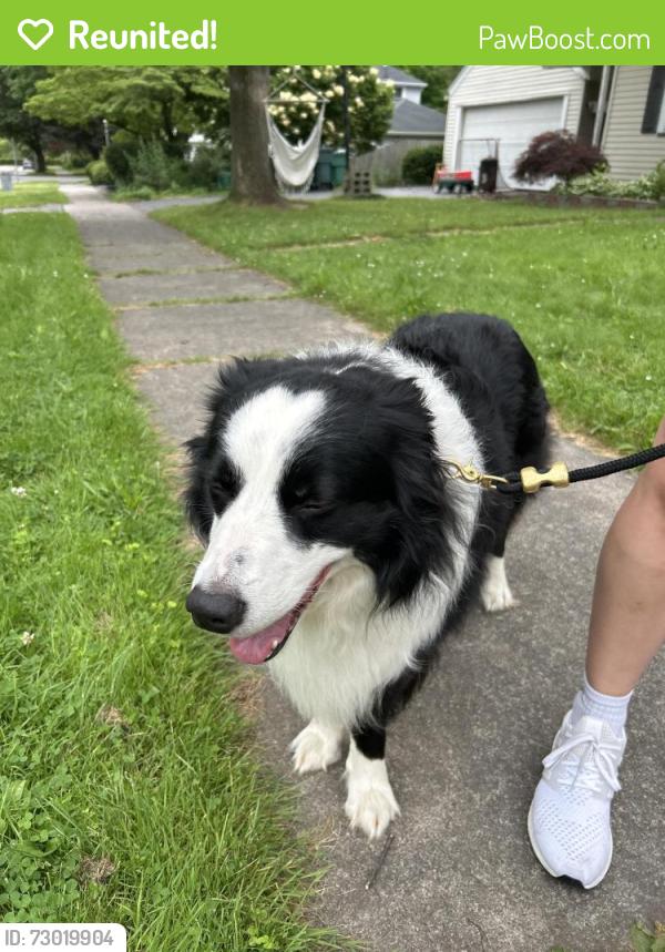 Reunited Male Dog last seen Varinna Drive and Imperial Road , Rochester, NY 14618