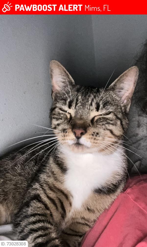 Lost Female Cat last seen Fawn lake , Mims, FL 32754