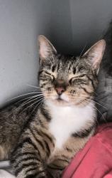 Lost Female Cat last seen Fawn lake , Mims, FL 32754
