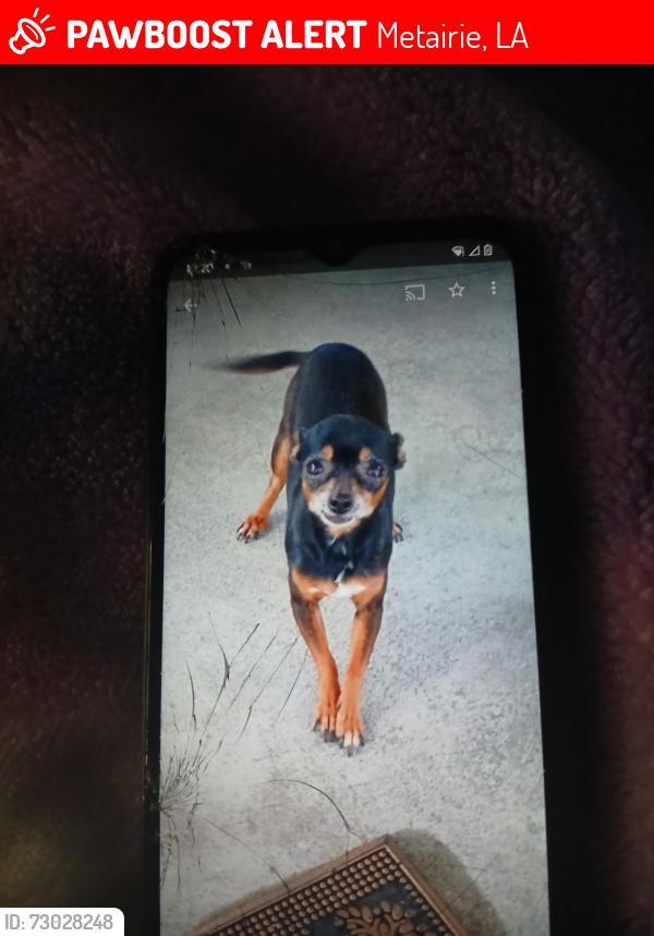 Lost Female Dog last seen Veterans back of ochsner clinic jpso would have brought her in, Metairie, LA 70005