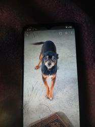 Lost Female Dog last seen Veterans back of ochsner clinic jpso would have brought her in, Metairie, LA 70005