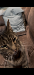 Lost Male Cat last seen Near Bonneville Dr, Salt Lake City, UT 84108