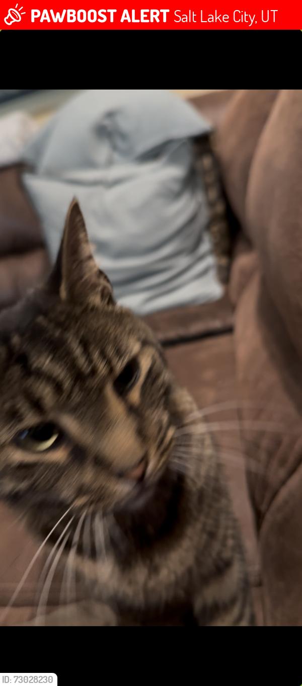 Lost Male Cat last seen Near Bonneville Dr, Salt Lake City, UT 84108