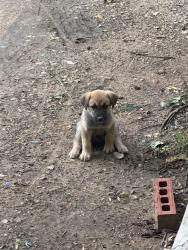 Lost Male Dog last seen Wichita street and childress st, Fort Worth, TX 76119