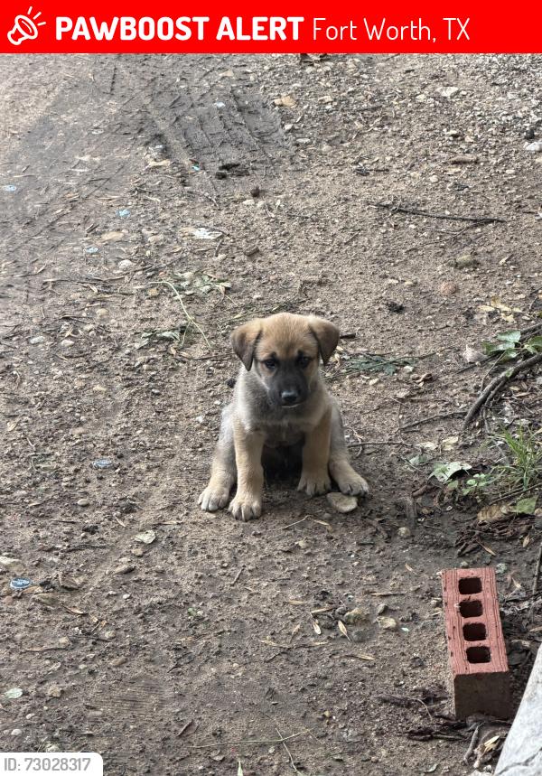 Lost Male Dog last seen Wichita street and childress st, Fort Worth, TX 76119