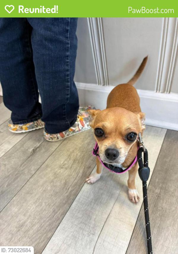 Reunited Female Dog last seen intersection of Academy Drive and Reynolds Drive, Auburn, AL 36830