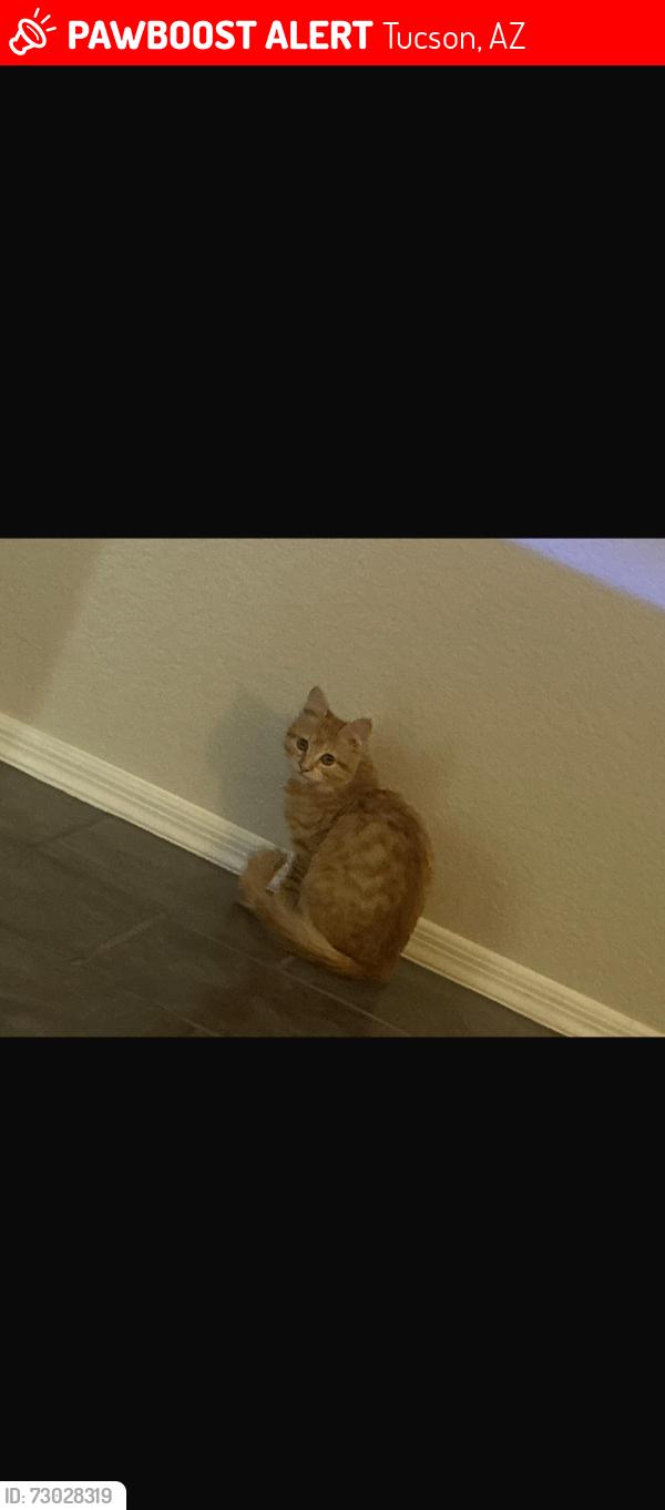 Lost Female Cat last seen Wilmot and I10 intersection, Tucson, AZ 85756