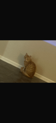 Lost Female Cat last seen Wilmot and I10 intersection, Tucson, AZ 85756