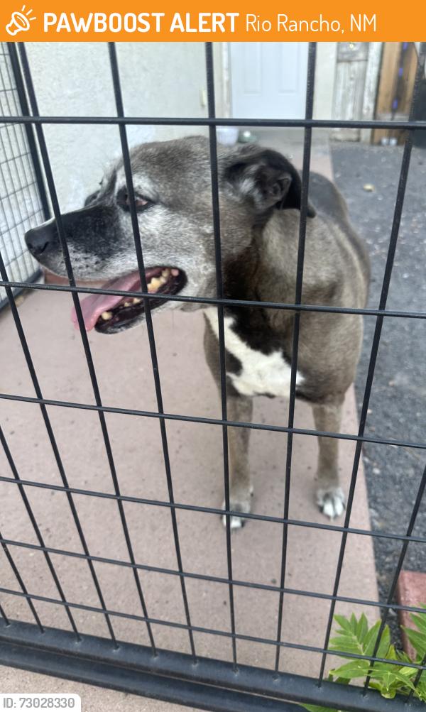 Found/Stray Female Dog last seen Wexford & Monticello Park, Rio Rancho, NM 87124