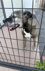 Found/Stray Female Dog last seen Wexford & Monticello Park, Rio Rancho, NM 87124
