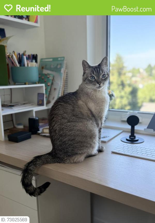 Reunited Female Cat last seen 36th Ave W and W Ruffner St, Seattle, WA 98199
