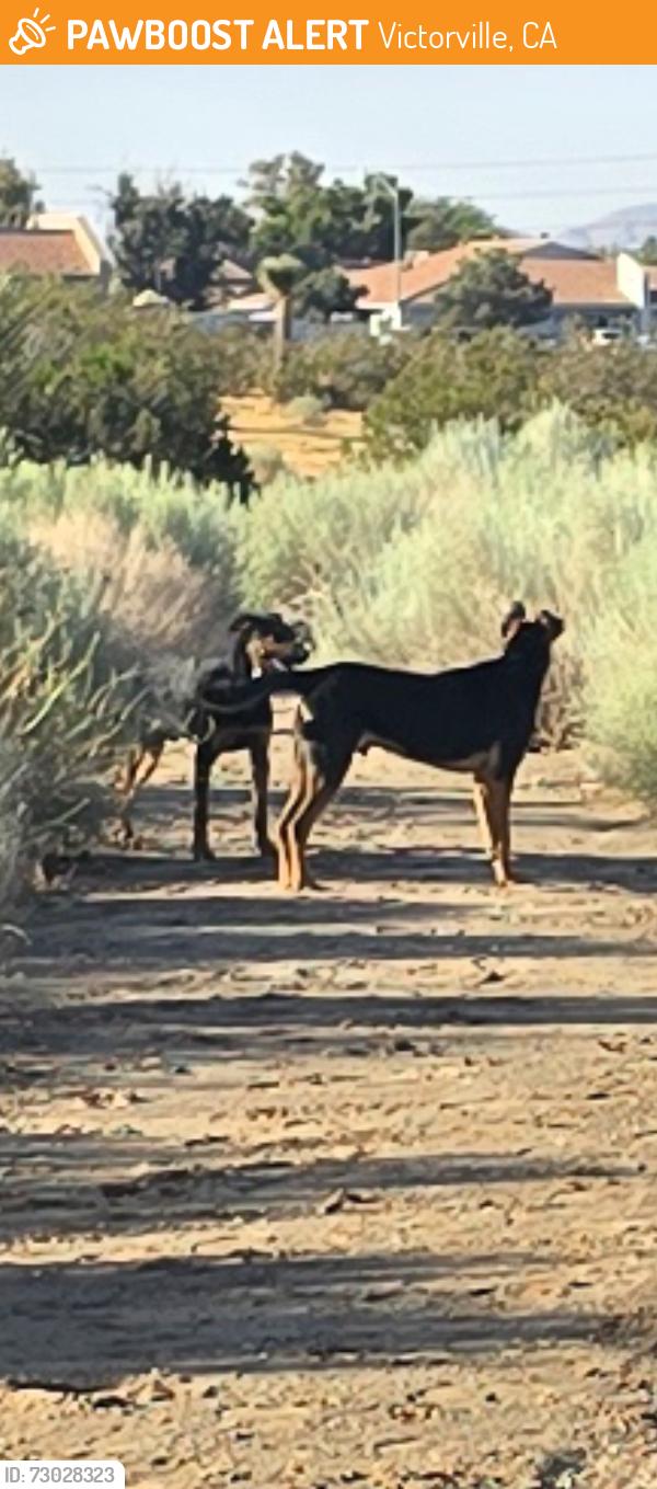 Found/Stray Male Dog last seen Amethyst and bear valley, Victorville, CA 92392