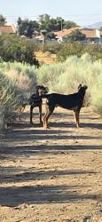 Found/Stray Male Dog last seen Amethyst and bear valley, Victorville, CA 92392