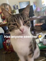 Lost Female Cat last seen Hollister st & Judith Ave, San Diego, CA 92154