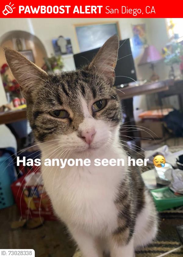 Lost Female Cat last seen Hollister st & Judith Ave, San Diego, CA 92154