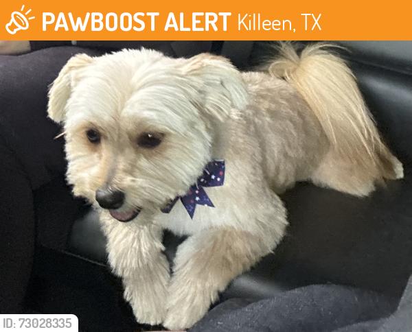 Found/Stray Female Dog last seen 2nd street and veterans memorial blvd, Killeen, TX 76541
