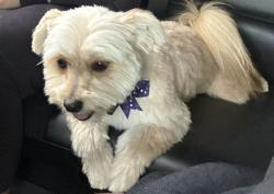 Found/Stray Female Dog last seen 2nd street and veterans memorial blvd, Killeen, TX 76541