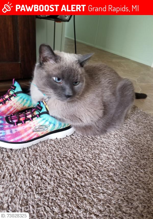 Lost Male Cat last seen 48th St, Grand Rapids, MI 49548