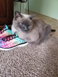 Lost Male Cat last seen 48th St, Grand Rapids, MI 49548
