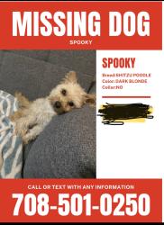 Lost Male Dog last seen Near W Roosevelt Rd Broadview, IL  60155 United States , Broadview, IL 60155