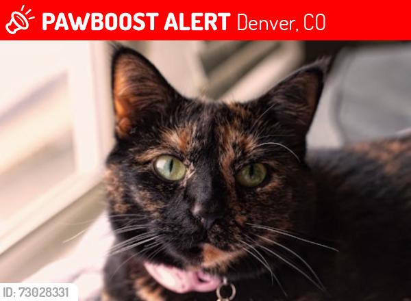 Lost Female Cat last seen Avere on the Highline s, Denver, CO 80231