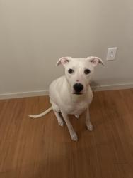 Lost Female Dog last seen Near County Road 369 Savannah, Savannah, MO 64485