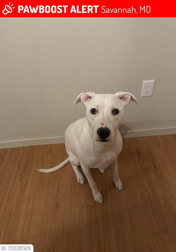 Lost Female Dog last seen Near County Road 369 Savannah, Savannah, MO 64485
