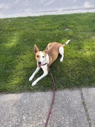 Found/Stray Female Dog last seen Berwick High School, Berwick, PA 18603