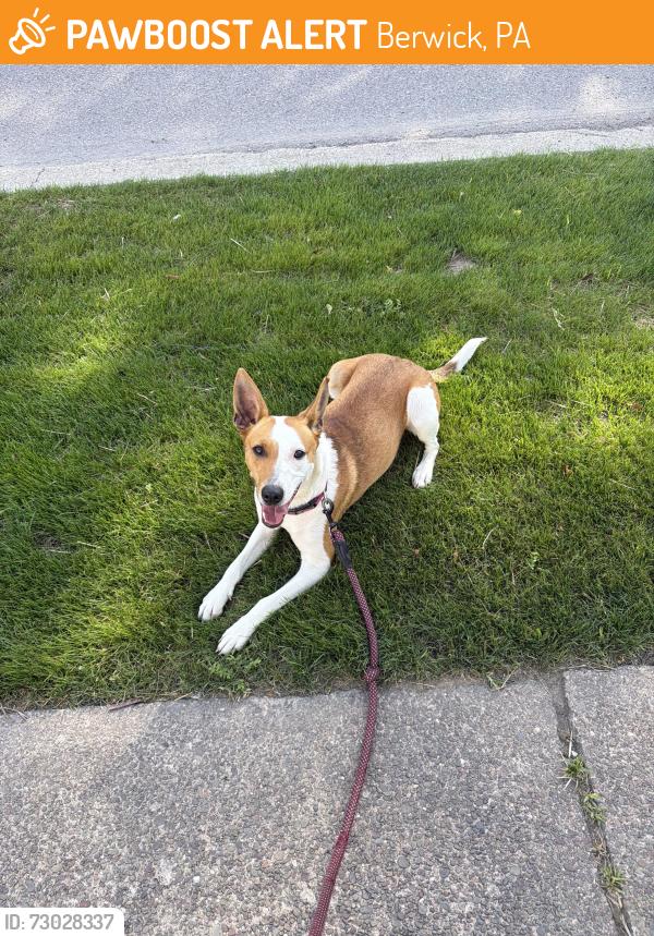 Found/Stray Female Dog last seen Berwick High School, Berwick, PA 18603