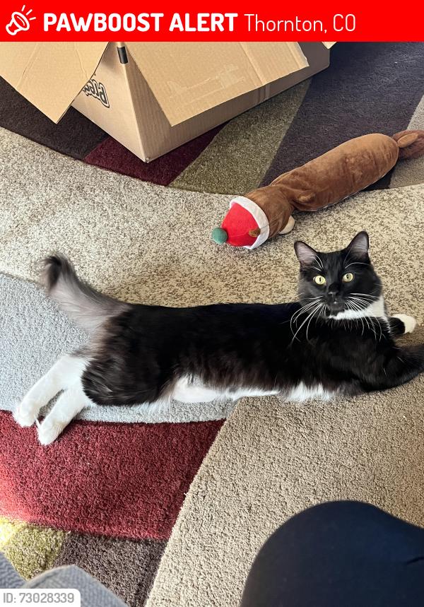 Lost Female Cat last seen 120th and colorado blvd, Thornton, CO 80233