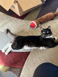 Lost Female Cat last seen 120th and colorado blvd, Thornton, CO 80233