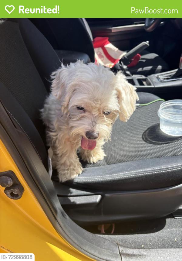 Reunited Male Dog last seen S Langston, SKYWAY WA, Seattle, WA 98178