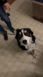 Lost Female Dog last seen White rock , Vass, NC 28394