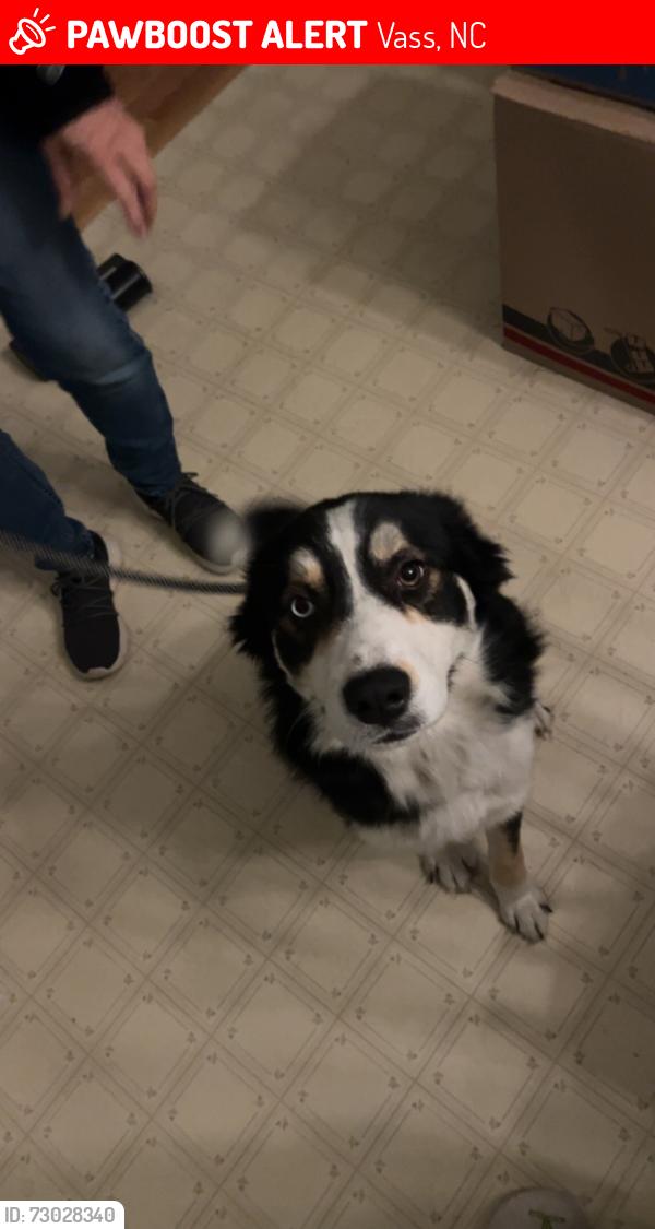 Lost Female Dog last seen White rock , Vass, NC 28394