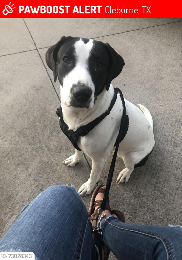 Lost Female Dog last seen Near n Douglas ave, Cleburne, TX 76033