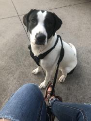 Lost Female Dog last seen Near n Douglas ave, Cleburne, TX 76033