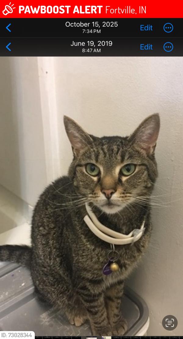 Lost Female Cat last seen Merrill and Ohio street, Fortville, IN 46040