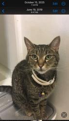 Lost Female Cat last seen Merrill and Ohio street, Fortville, IN 46040