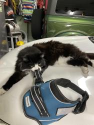 Lost Male Cat last seen Longleaf  Pine Parkway, Fruit Cove, FL 32259