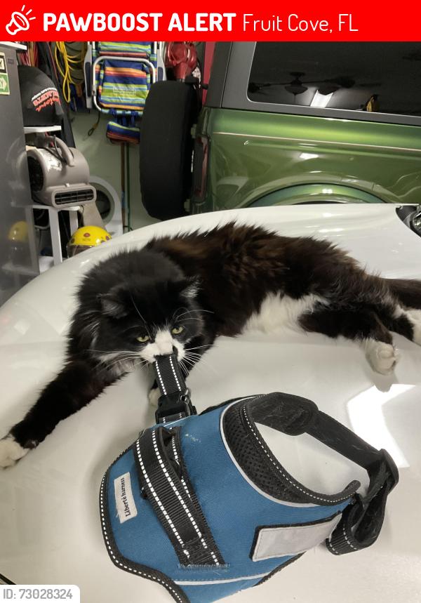 Lost Male Cat last seen Longleaf  Pine Parkway, Fruit Cove, FL 32259