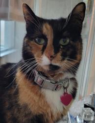 Lost Female Cat last seen Syriana , Richmond, TX 77406