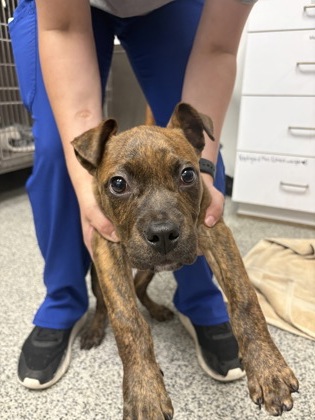 Shelter Stray Male Dog last seen Near Melody Ln, Havelock, NC, 1639 Old Airport Rd, New Bern, NC 28562, USA