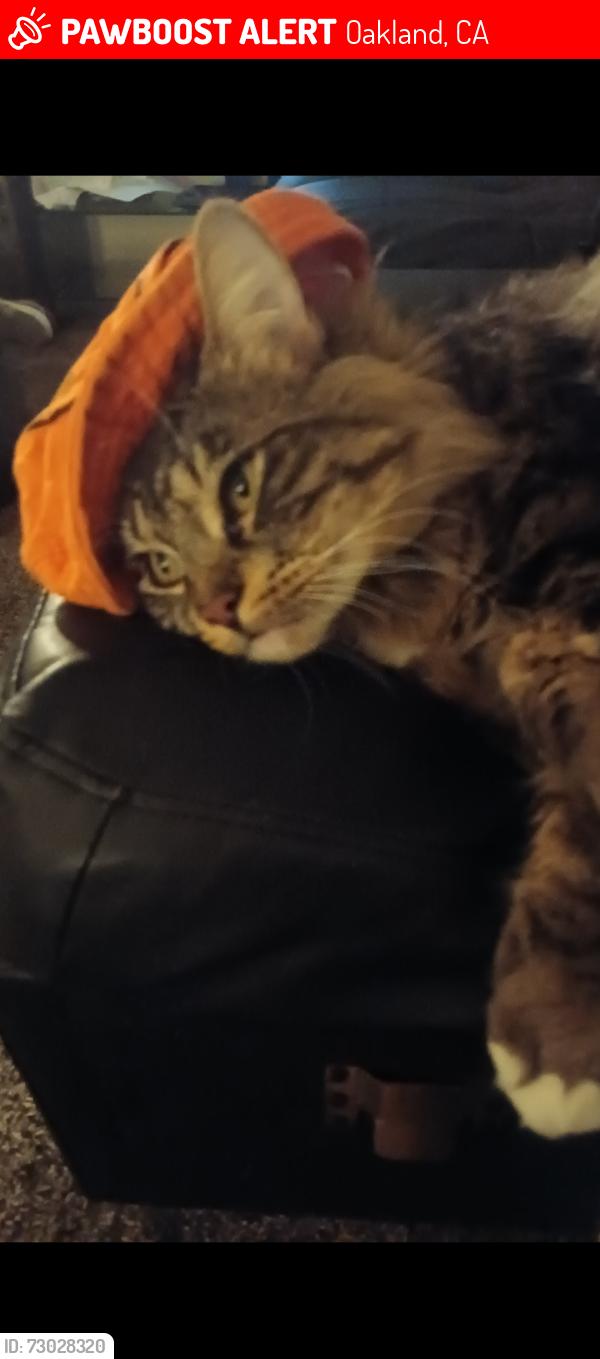 Lost Male Cat last seen Bona and fruitvale , Oakland, CA 94602